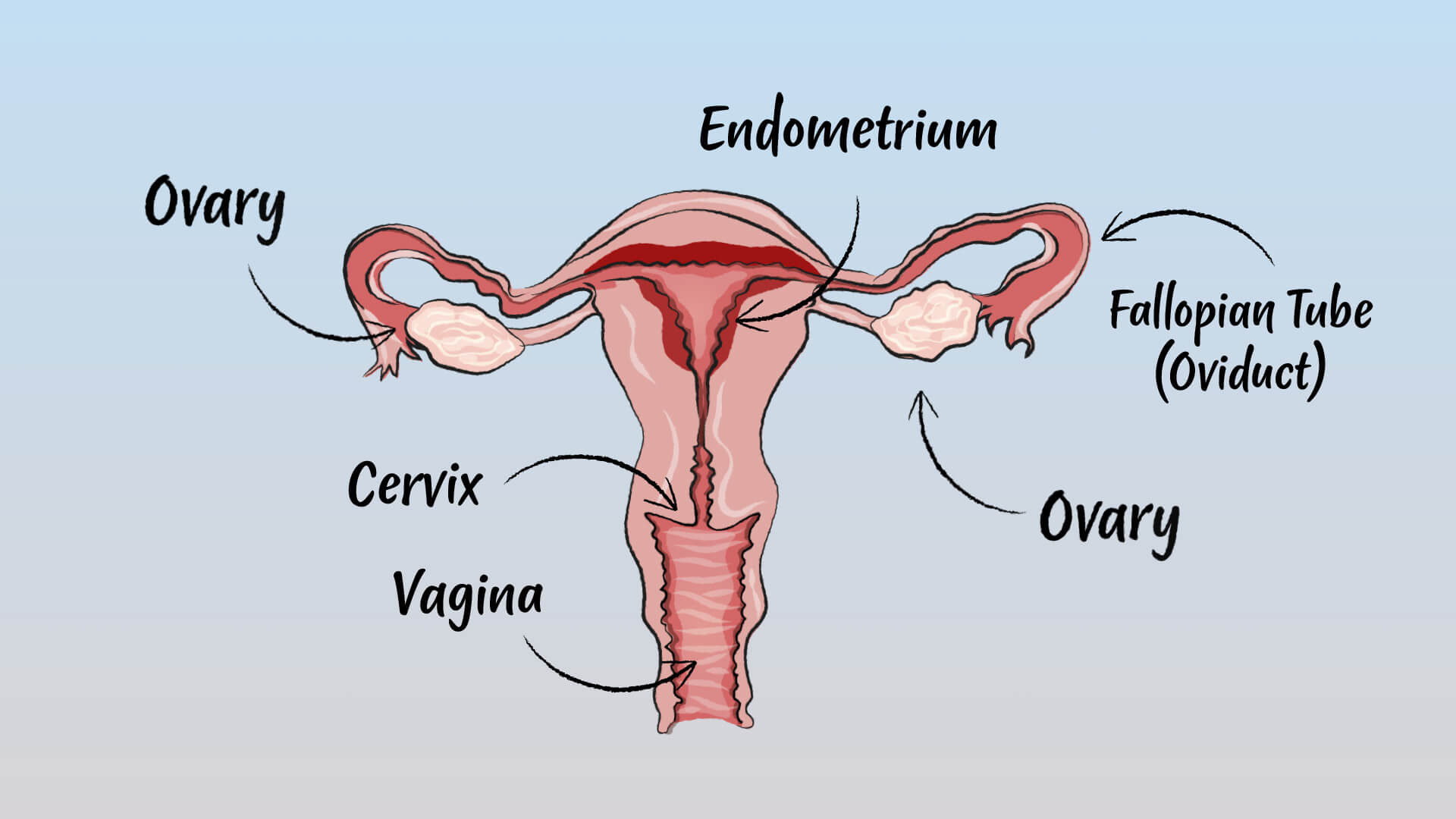 Digital illustration of the female reproductive system